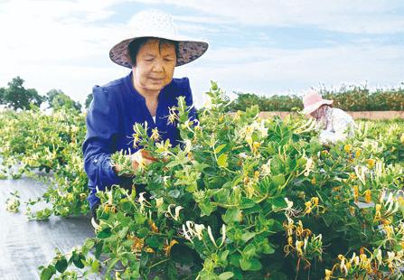 金银花规模化种植