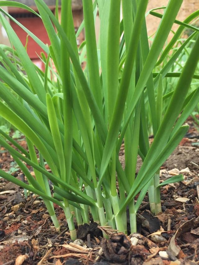 有机韭菜种植技术