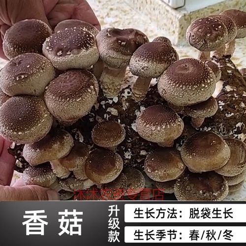 香菇菌丝生长的最适温度为