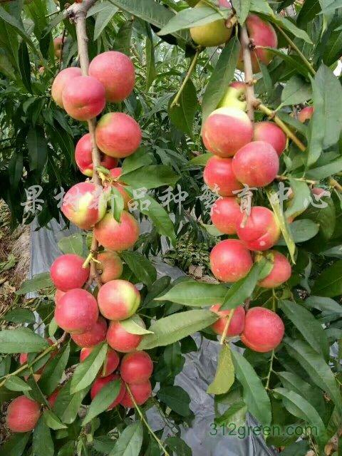 枣蜜桃怎样种植