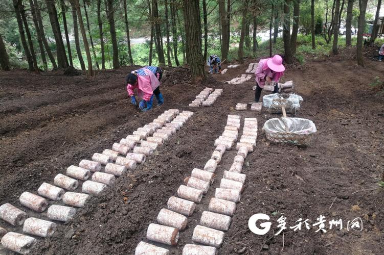 竹荪种植技术 高产栽培技术(竹荪高产栽培新技术视频)