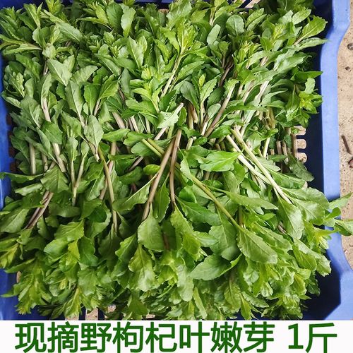 枸杞菜怎么种植方法(枸杞菜如何种植技术)