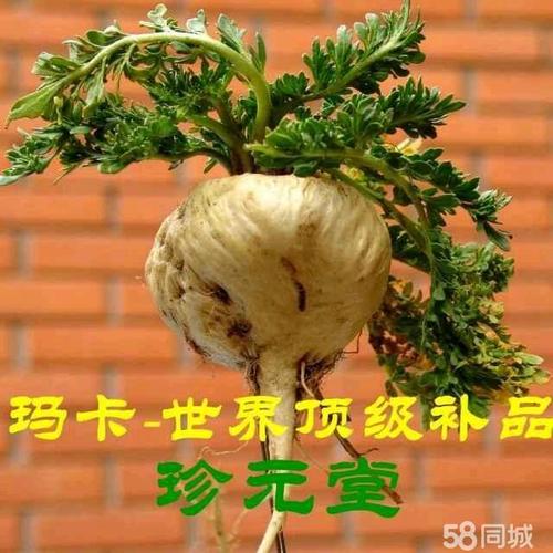 玛卡种植技术视频(玛卡种植技术视频讲解)