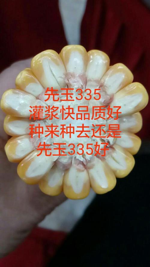 先玉335种植技术