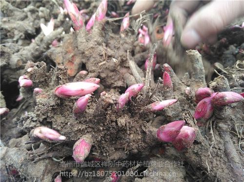 白勺种子种植技术(白芍种子种植方法)