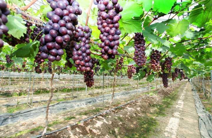 露地葡萄种植技术
