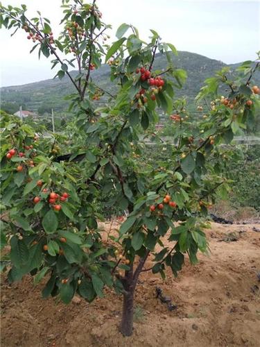 樱桃树如何种植技术