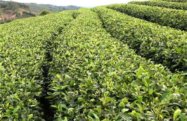 苦丁茶的种植技术(苦丁茶的种植技术和管理)