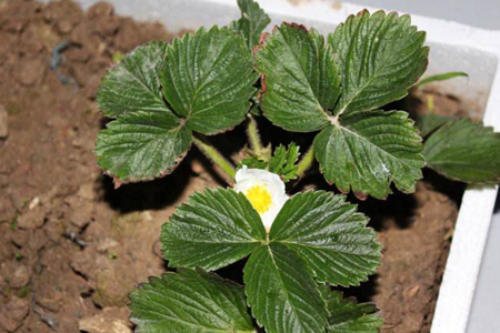 盆栽草莓怎么种植殖(盆栽草莓种植时间和方法)