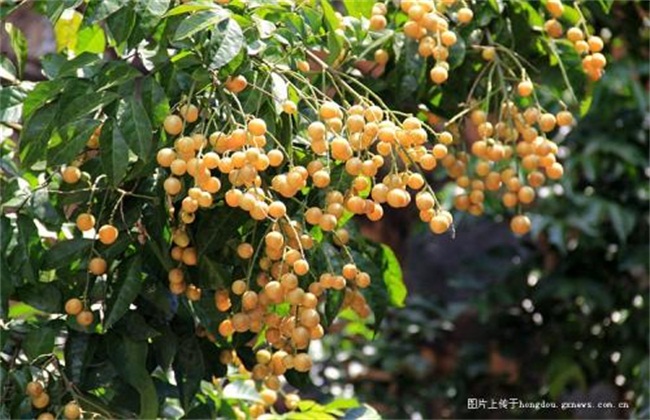 黄皮种植前景怎么(为什么黄皮种植前景好)