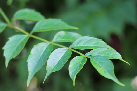 凌霄花叶子发黄解决办法(凌霄花突然发黄有黄色的丝)