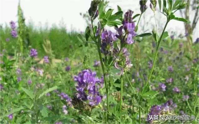 详谈果园种草(庚寅日柱女命详谈另一半)