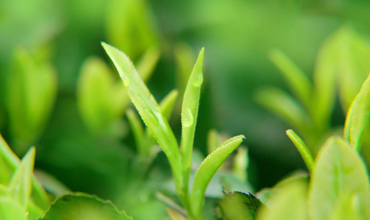 茶树种植中茶芽瘿蚊的防控技术(茶树的种植技术与管理)