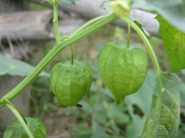 高清杂草图集(杂草图片手绘)