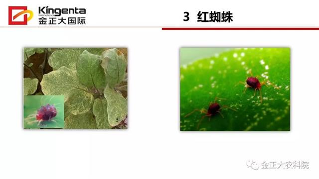 甜瓜植保简介(博洋9号甜瓜简介)