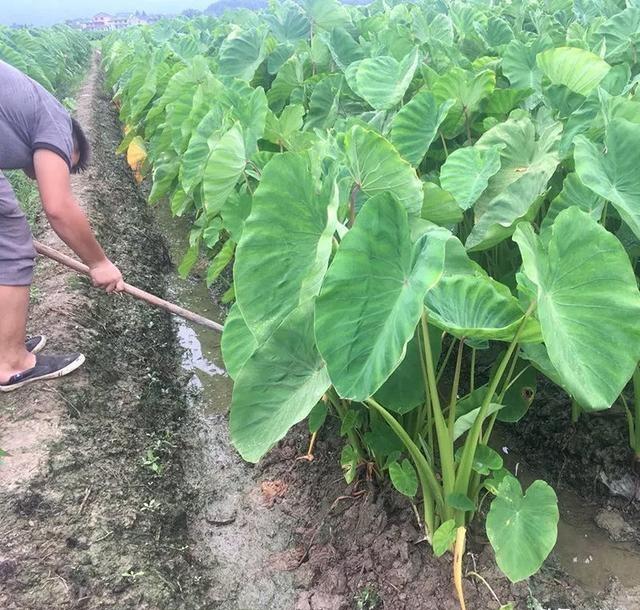 芋头现在种植可以吗(河南芋头种植全过程)