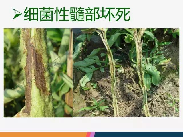 西红柿“十四大”病害症状和解决方案