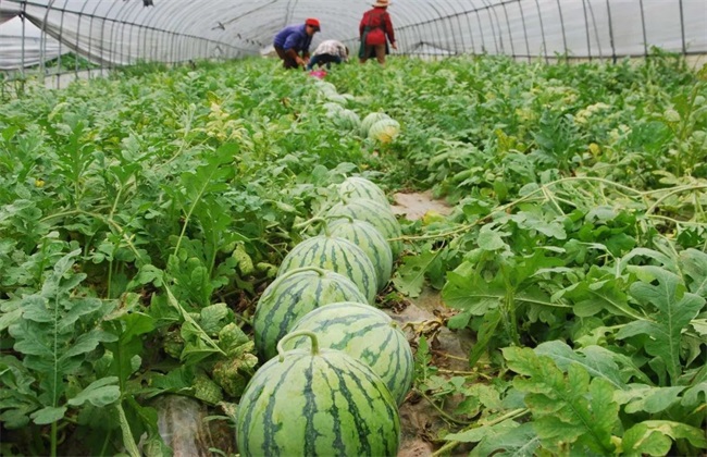 西瓜种植要要注意些什么(种植西瓜要注意什么)