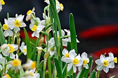 花有哪些品种(什么花是国花)