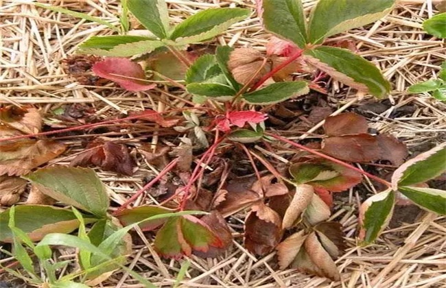 草莓茎秆、花瓣发红解决办法