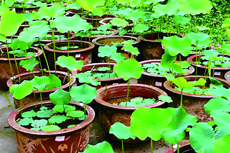 怎么养荷花(荷花怎么种植方法 家养)