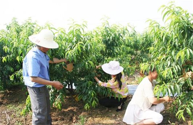 桃子的套袋技术(芒果套袋技术)