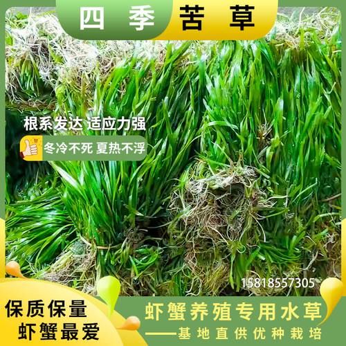 苦草水草养殖方法