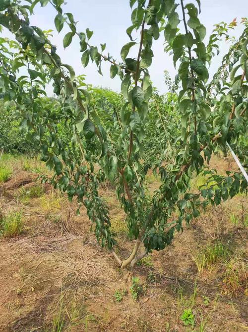 种植李子树的方法和管理(金桔的种植方法和管理)