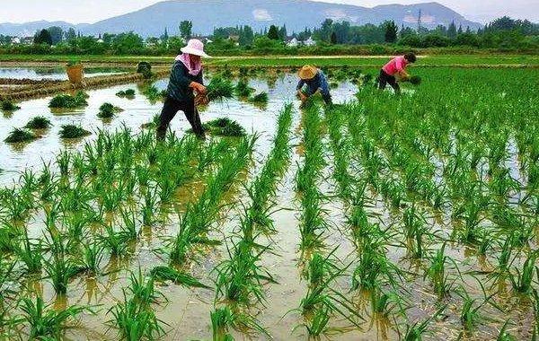 直播水稻高产种植技术与管理