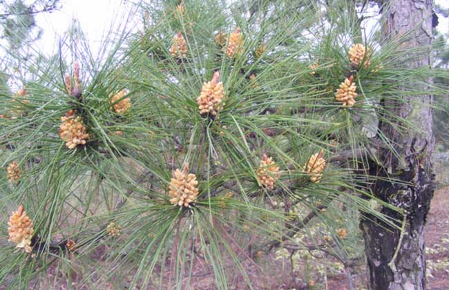 松花粉采集与加工技术