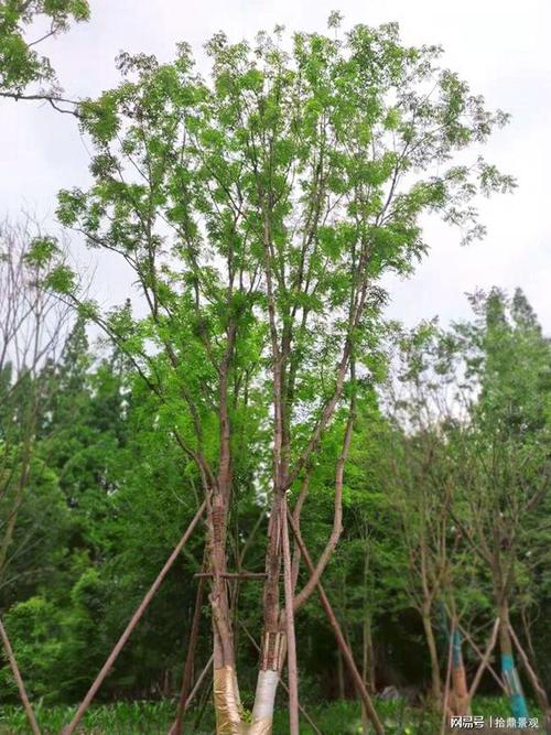 丛生黄连木种植技术(丛生黄连木价格)