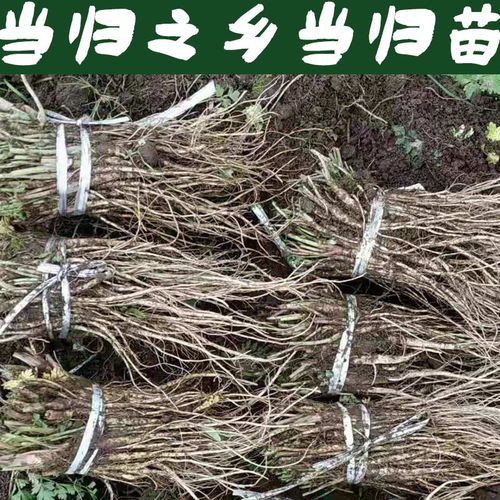 当归苗种植技术(红薯种植技术与管理)