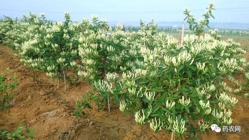 金银花怎样种植技术(金银花种植技术与管理)