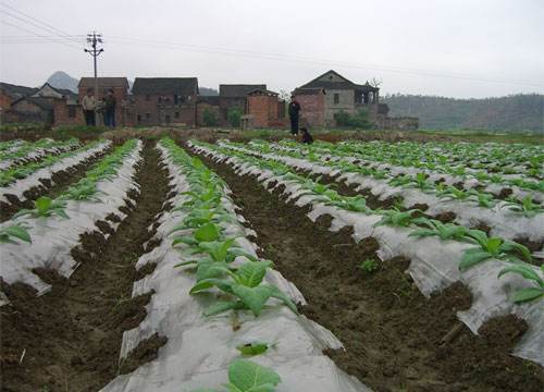 烟草地膜覆盖技术要点