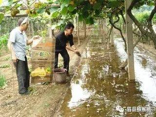 猕猴桃的水肥管理(成都猕猴桃水肥管理)