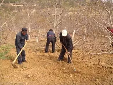 解读果树绿色防控技术，生态防控 物理防治 生物防治