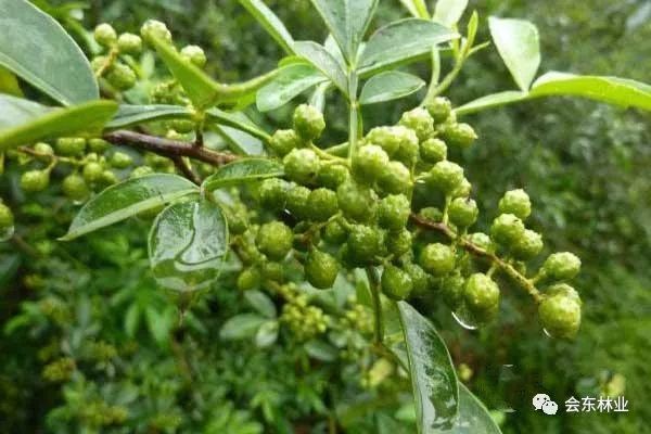 青花椒水肥管理技巧