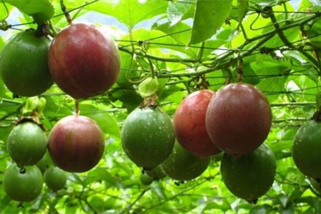 农村好项目种植花草(农村种什么花比较好)