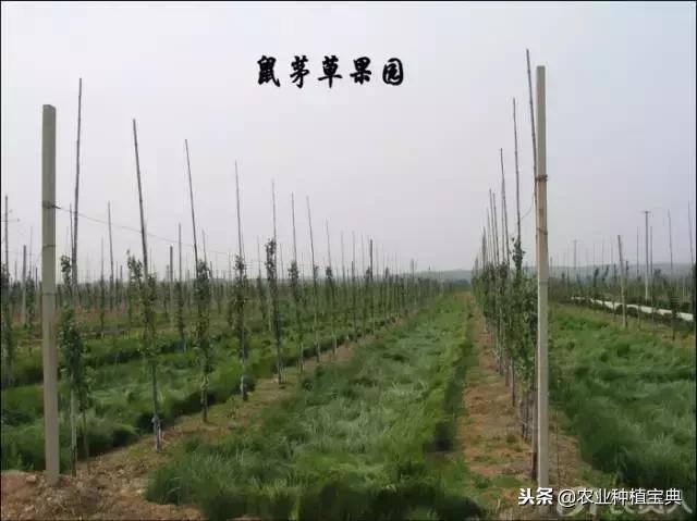 详谈果园种草(庚寅日柱女命详谈另一半)