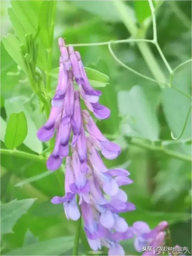 详谈果园种草(庚寅日柱女命详谈另一半)