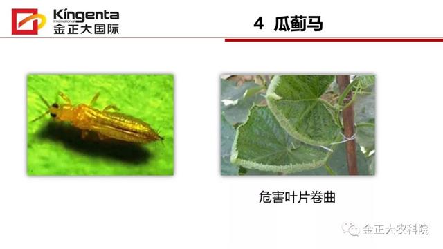 甜瓜植保简介(博洋9号甜瓜简介)