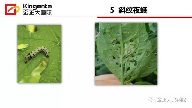 甜瓜植保简介(博洋9号甜瓜简介)