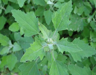 山野菜大全(黑龙江山野菜大全)