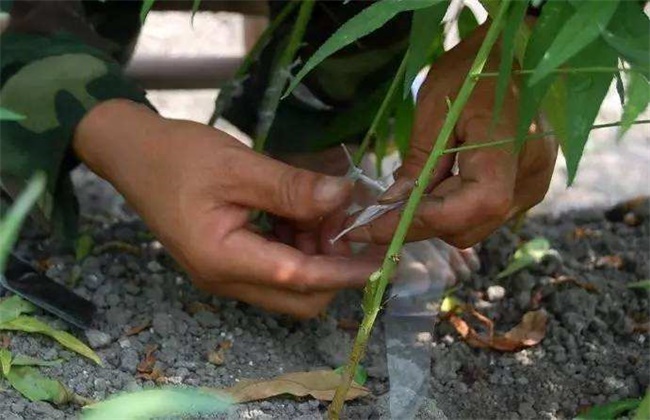 桃树的嫁接时间和办法(桃树嫁接最佳时间和方法视频)