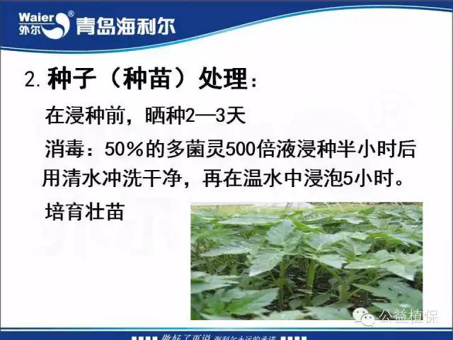 番茄管理解决方案(小番茄种植技术与管理)