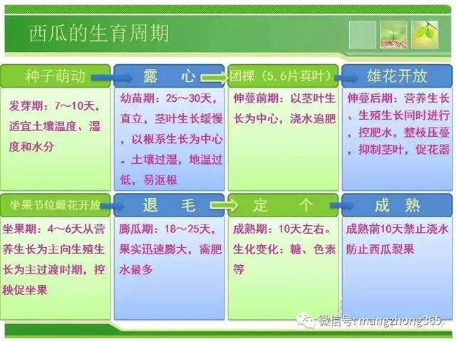 超详细西瓜标准化栽培技术(现在最新西瓜种植技术)