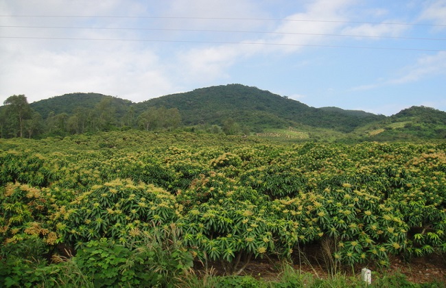 槟榔种植的注意些什么(槟榔种植的注意些什么呢)