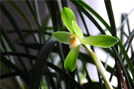 兰花春天开吗(兰花春天开花吗)