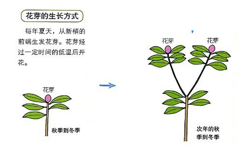 杜鹃花如何修剪(杜鹃花怎样修剪最好)