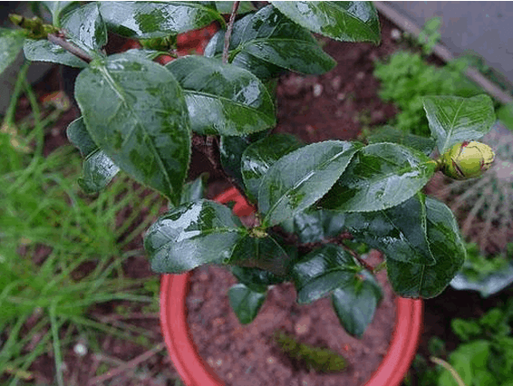 茶花如何上盆(茶花上盆最好方法)